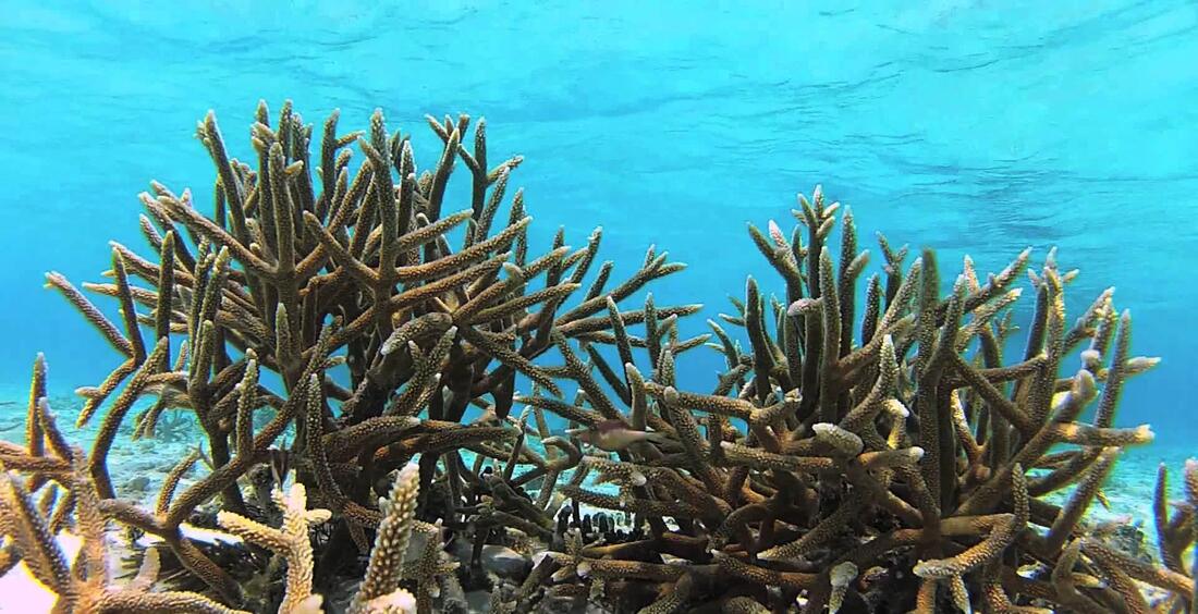 Belize Barrier Reef - Staghorn Coral - Belize Budget Suites